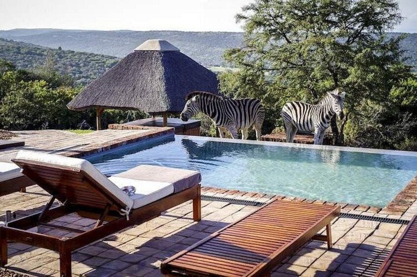 A pool with lounge chairs, a thatched roof structure, and zebras in the background. 4