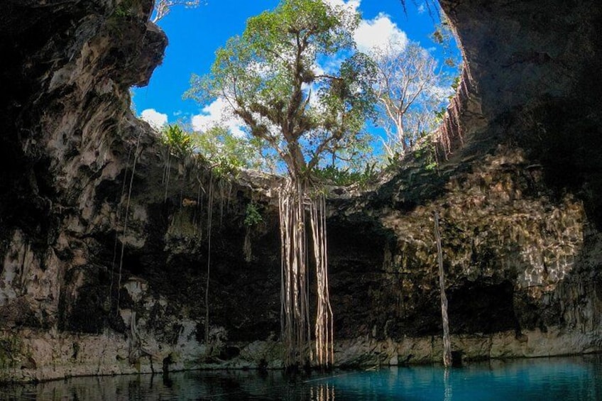 A tree in a cave with a clear blue sky above. 1