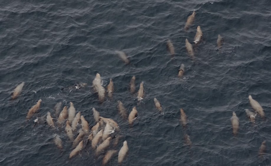 En grupp delfiner som simmar i havet. 2