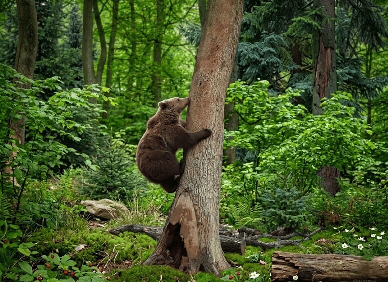 A bear climbing a tree in a lush forest. 3