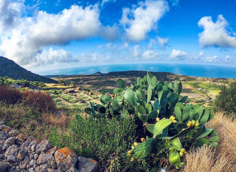 A cactus in a hilly landscape with a distant view of the sea. 4