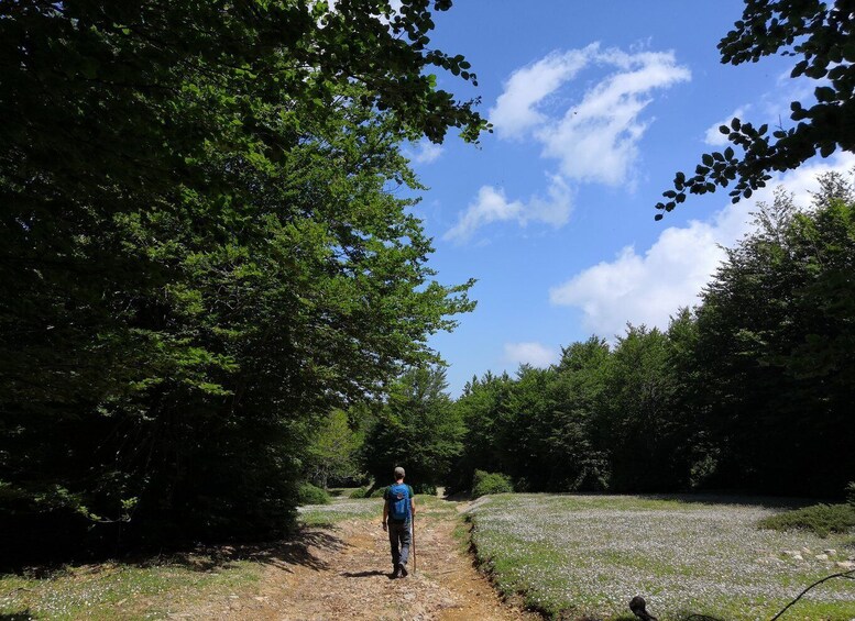 Picture 1 for Activity Reggio Calabria: Aspromonte Trails Trek to Montalto Summit