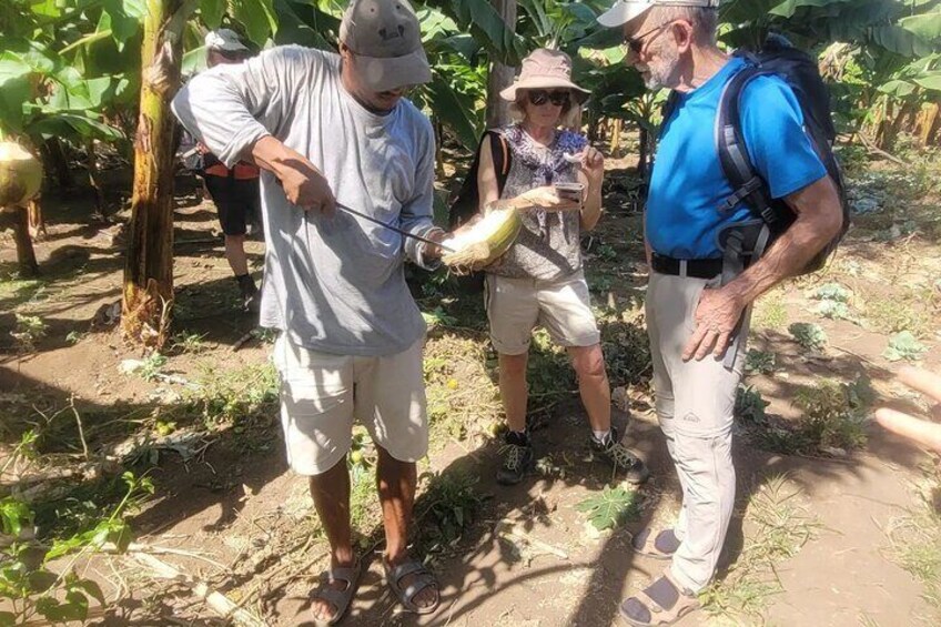 Banana Plantation / Black Sand Beach Experience