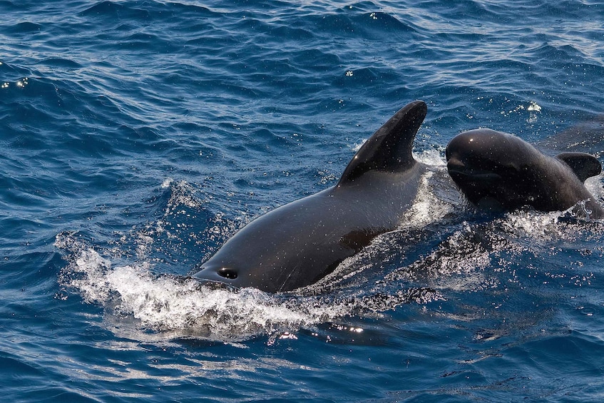 Picture 2 for Activity Only adults Costa Adeje Exclusive Cat 3 hrs. Whales Dolphins 3