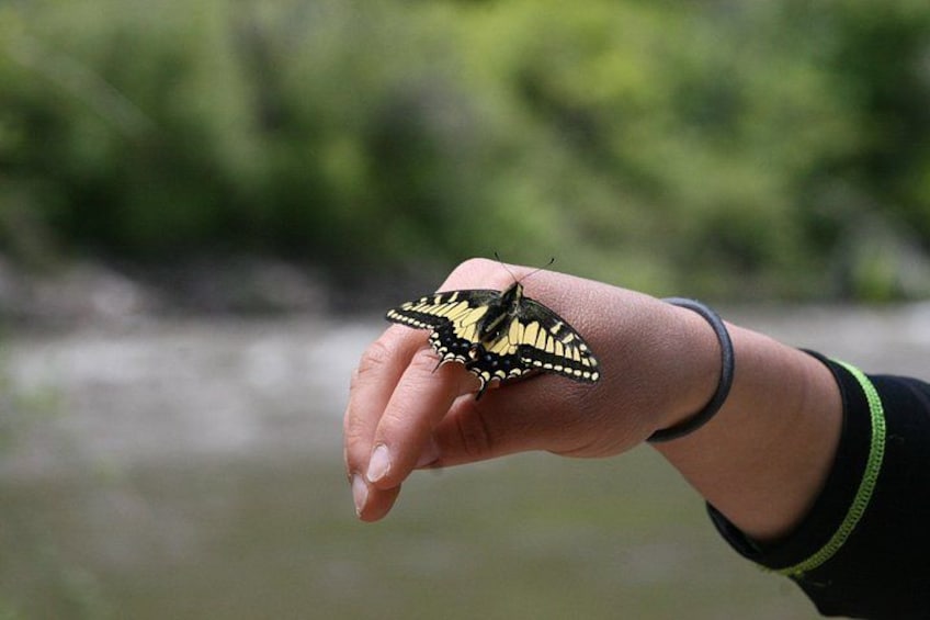 A hand holding a butterfly. 2