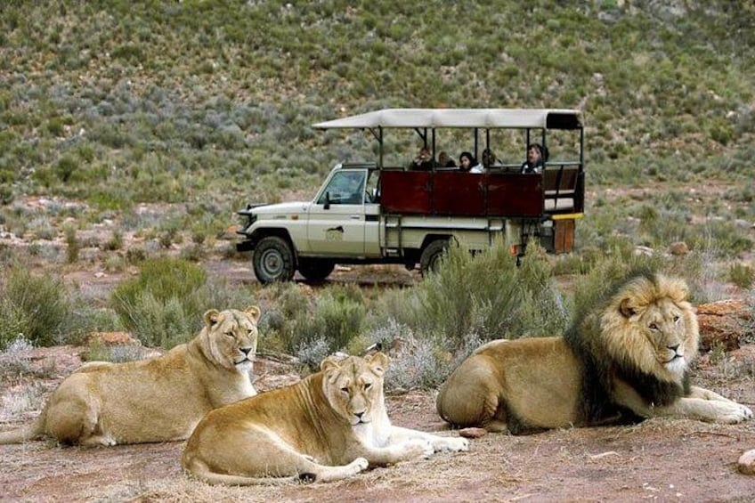 Three lions lying on the ground with a safari vehicle in the background. 2