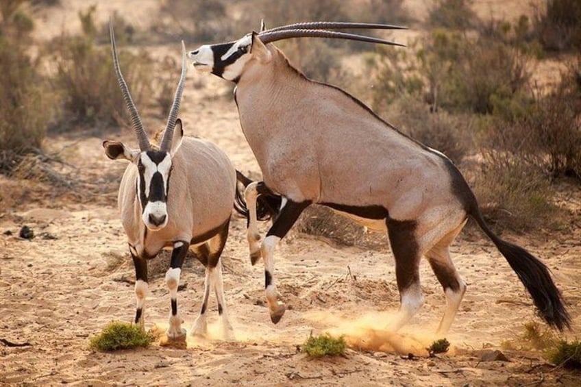 Two antelopes in a desert with sparse vegetation. 5