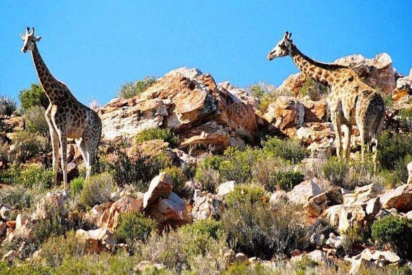 Two giraffes standing on rocky terrain with sparse vegetation. 3