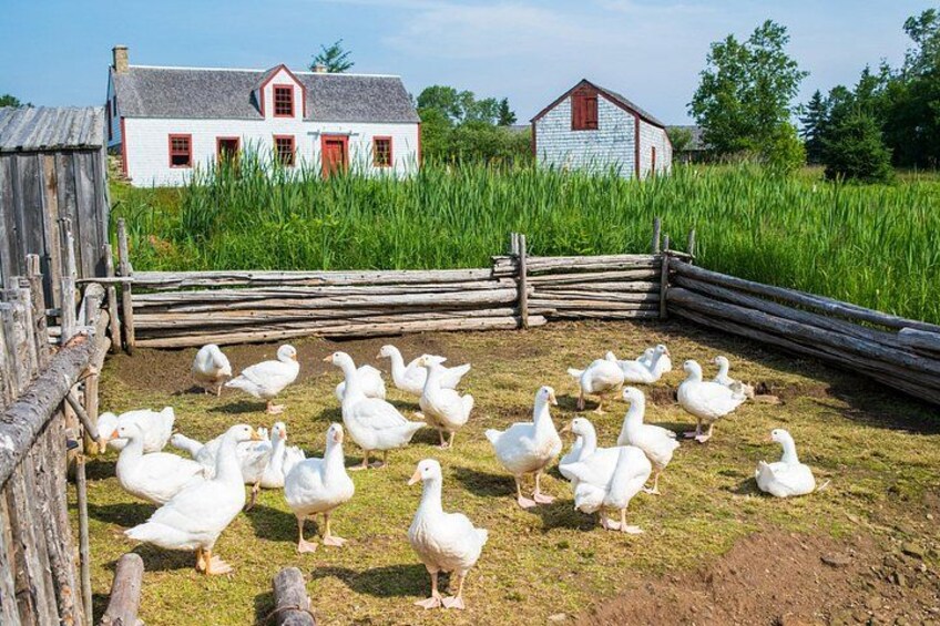 A farm with white geese, a wooden fence, and two red-roofed buildings. 2