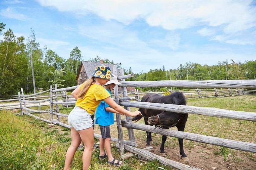 Two people interacting with a black horse near a wooden fence in a grassy area with trees in the background. 3