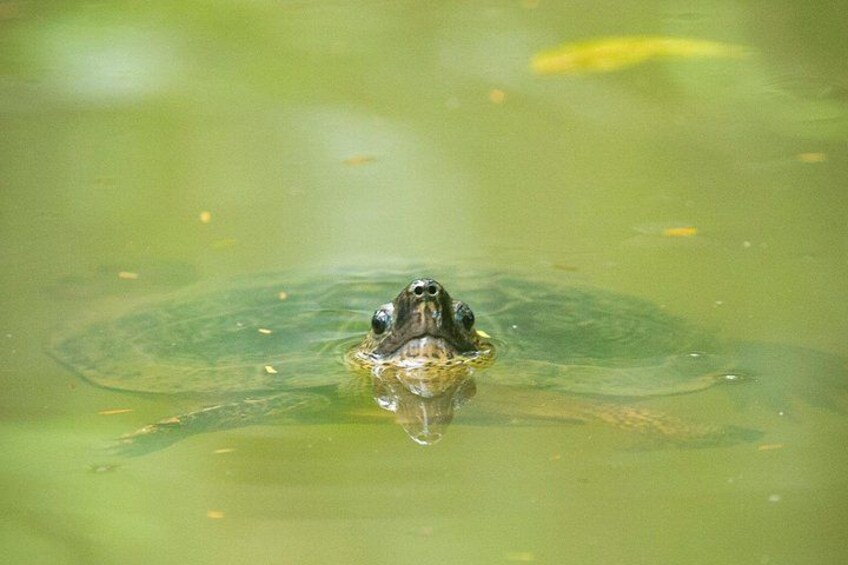 Turtle surfacing in the calm estuary of Punta Uva — one of many hidden wildlife encounters during the kayak tour. 2