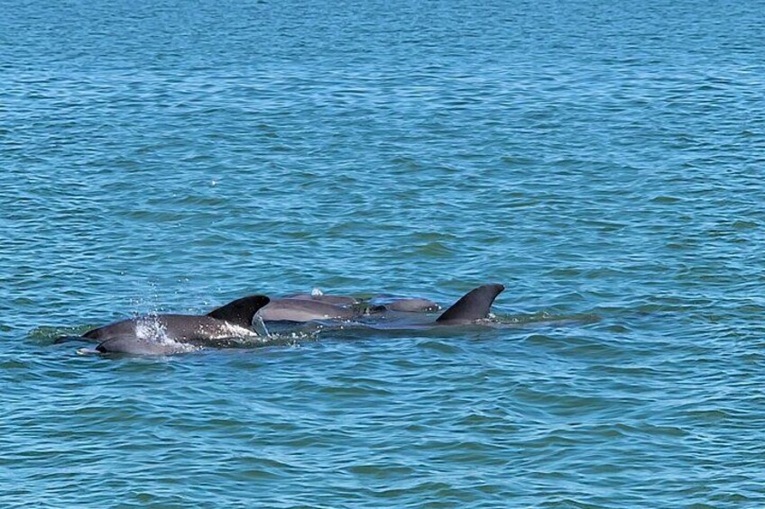 Tres delfines nadando en el océano. 5