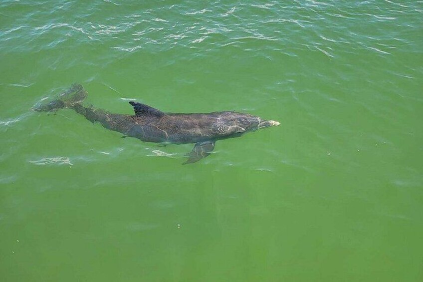 Sunset Dolphin Cruise with Sanibel Lighthouse Views 4
