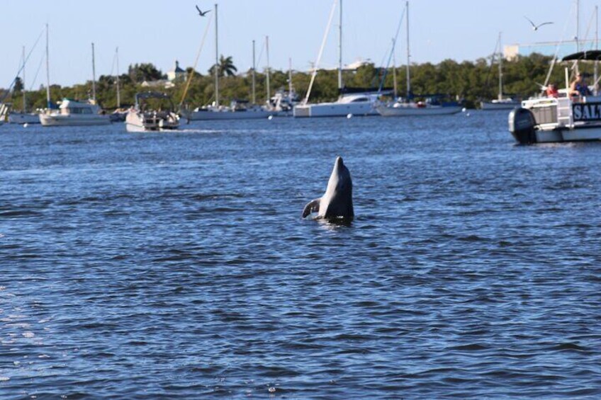 Sunset Dolphin Cruise with Sanibel Lighthouse Views 2