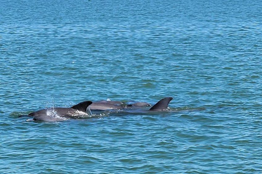 Sunset Dolphin Cruise with Sanibel Lighthouse Views 2