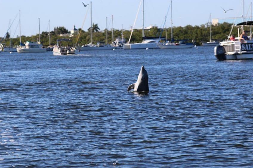 Sunset Dolphin Cruise with Sanibel Lighthouse Views 3