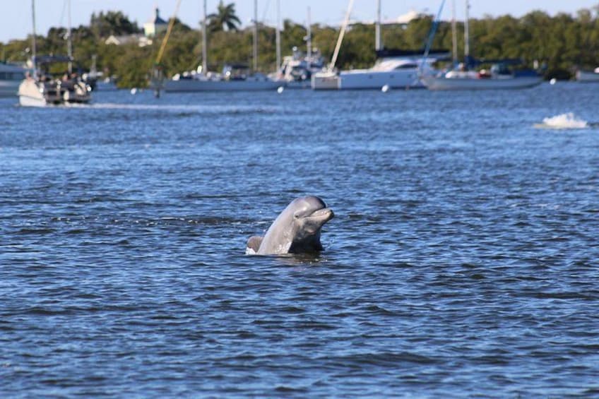 Sunset Dolphin Cruise with Sanibel Lighthouse Views 5