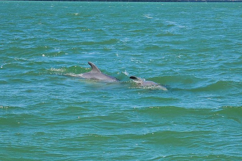 Sunset Dolphin Cruise with Sanibel Lighthouse Views 3