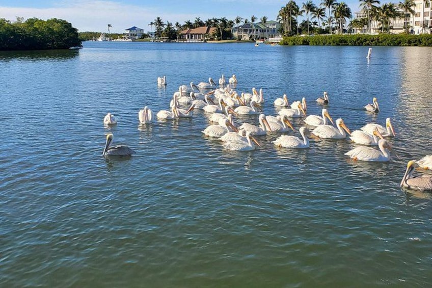Sunset Dolphin Cruise with Sanibel Lighthouse Views 2