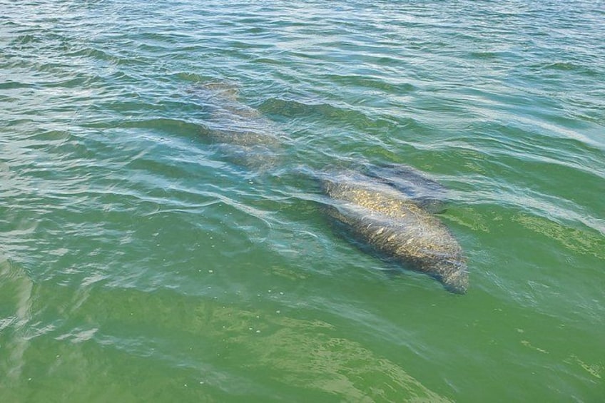 Sunset Dolphin Cruise with Sanibel Lighthouse Views 3