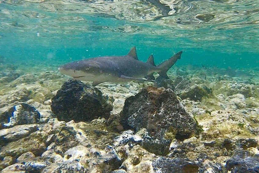 A shark swimming near rocks in clear water. 4