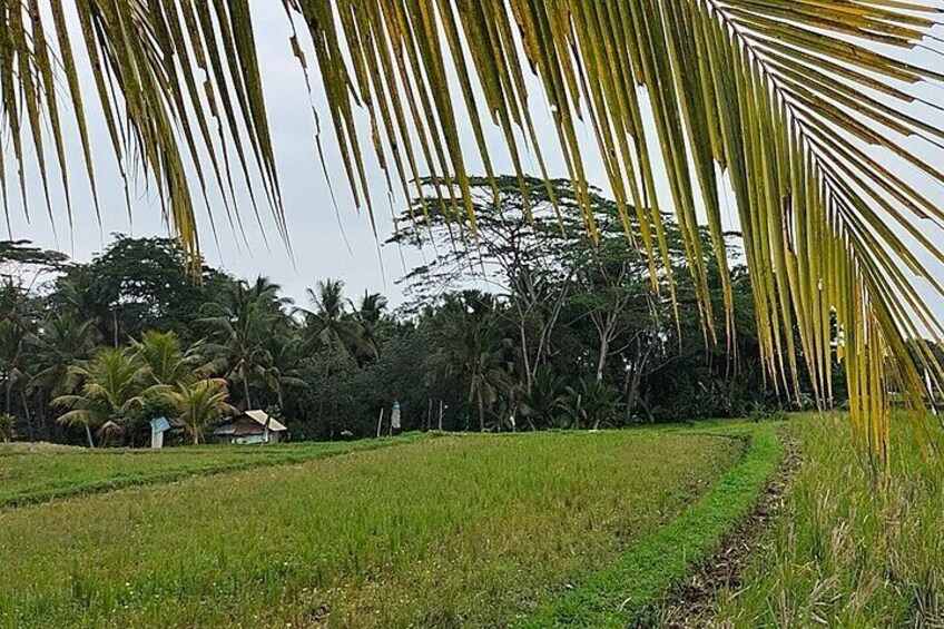 Keliki Village Tour And Rice Field Walk Including Lunch Or Dinner