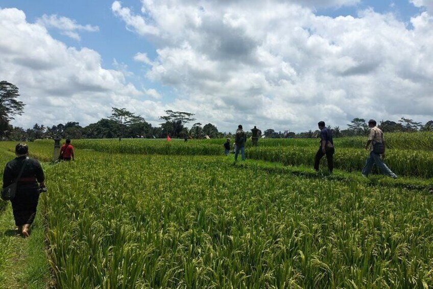 Keliki Village Tour And Rice Field Walk Including Lunch Or Dinner