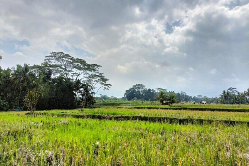 Keliki Village Tour And Rice Field Walk Including Lunch Or Dinner