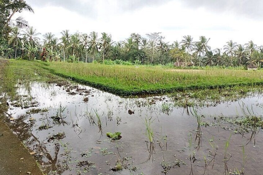 Keliki Village Tour And Rice Field Walk Including Lunch Or Dinner