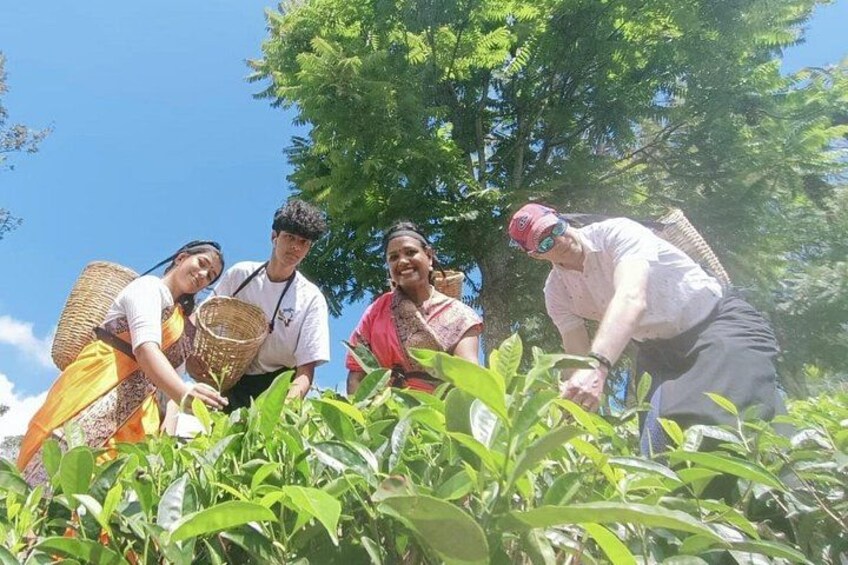 Halpewatte Tea Plantation Tour in Ella, Sri Lanka 3
