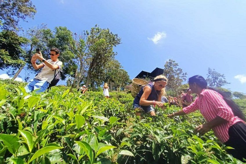 Halpewatte Tea Plantation Tour in Ella, Sri Lanka 5
