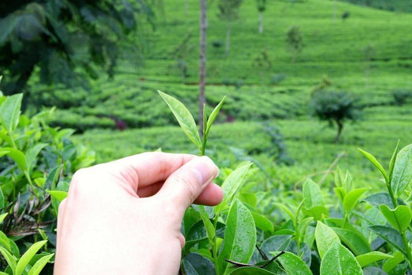 Halpewatte Tea Plantation Tour in Ella, Sri Lanka 4
