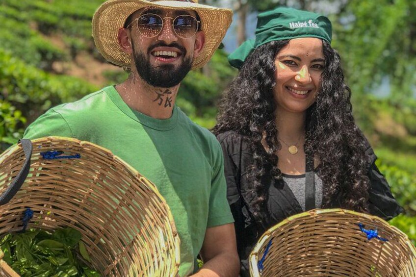 Deux personnes tenant des paniers tressés, probablement remplis de feuilles de thé, dans une luxuriante plantation de thé. 4