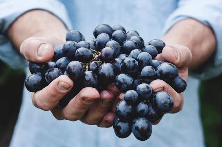 Italian Grapes 2