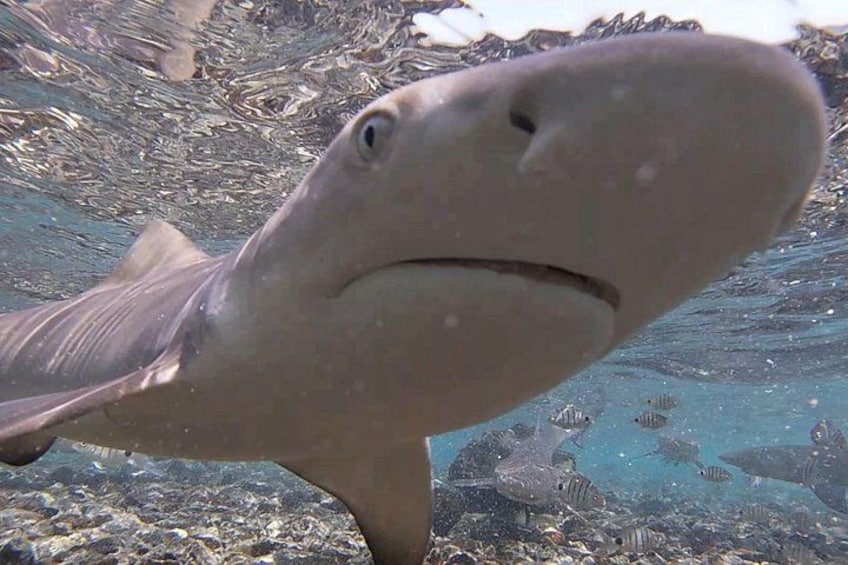Private Sal Island Lemon Shark Tour with Native Guide 4