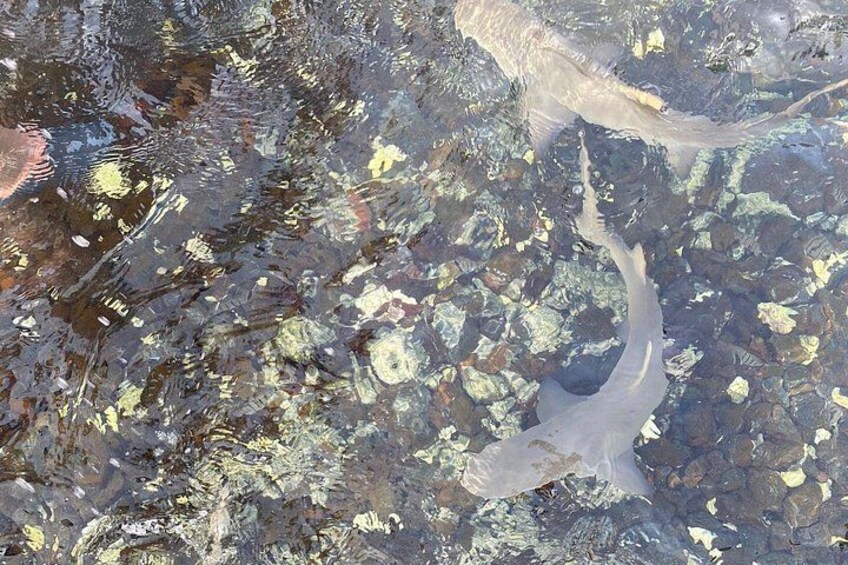 En klar vattenyta med en fisk som simmar. 2