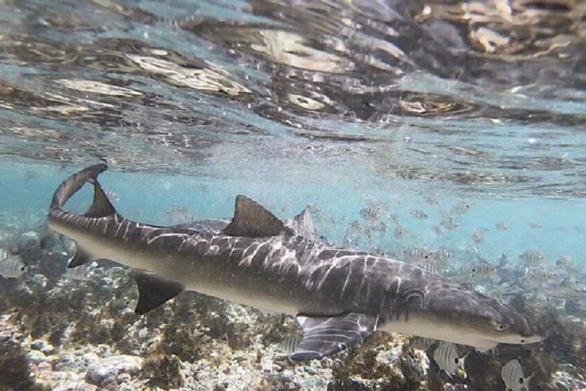 Un requin nageant près du fond de l’océan. 2