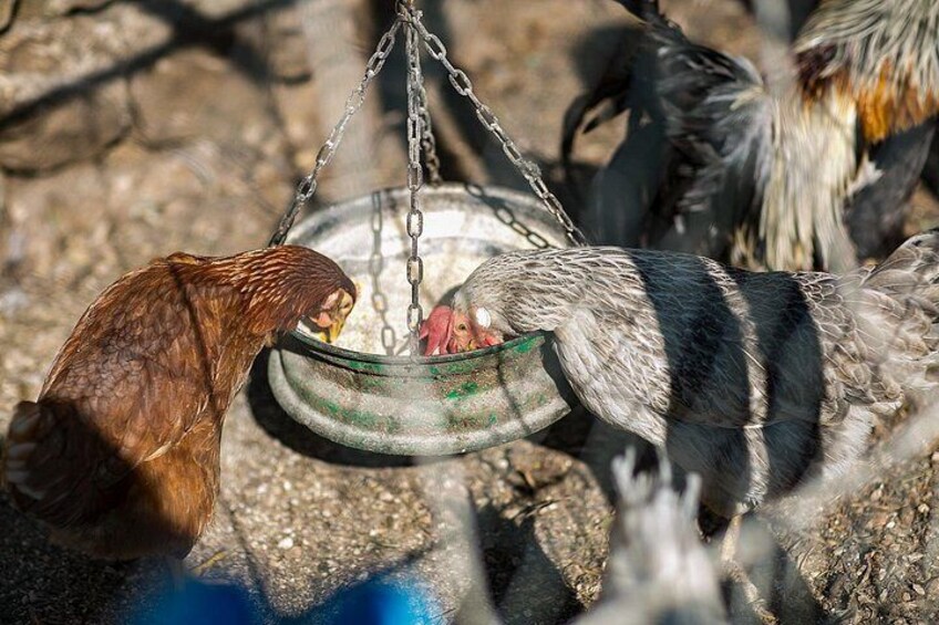 Use the free range food 2