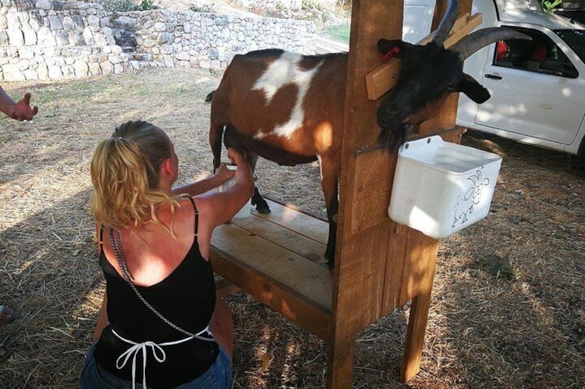 Learn some new skills at the farm 3
