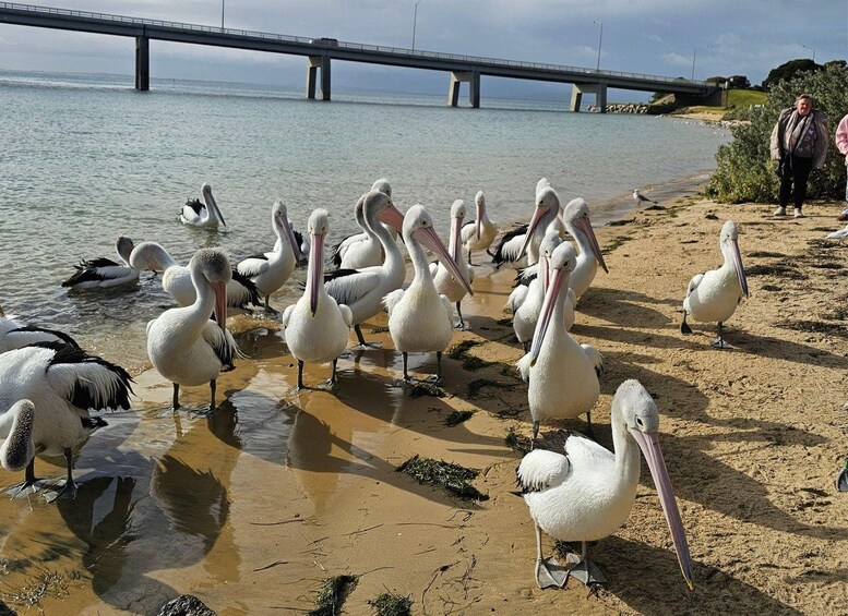 Picture 8 for Activity Melbourne: Boutique Phillip Island Wine, Dine & Penguin Tour 2