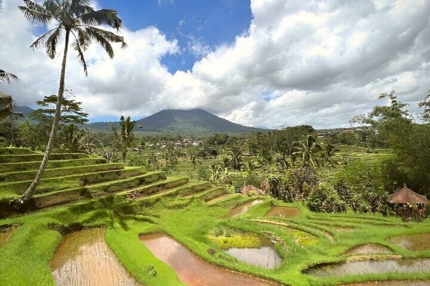 Jatiluwih Rice Field