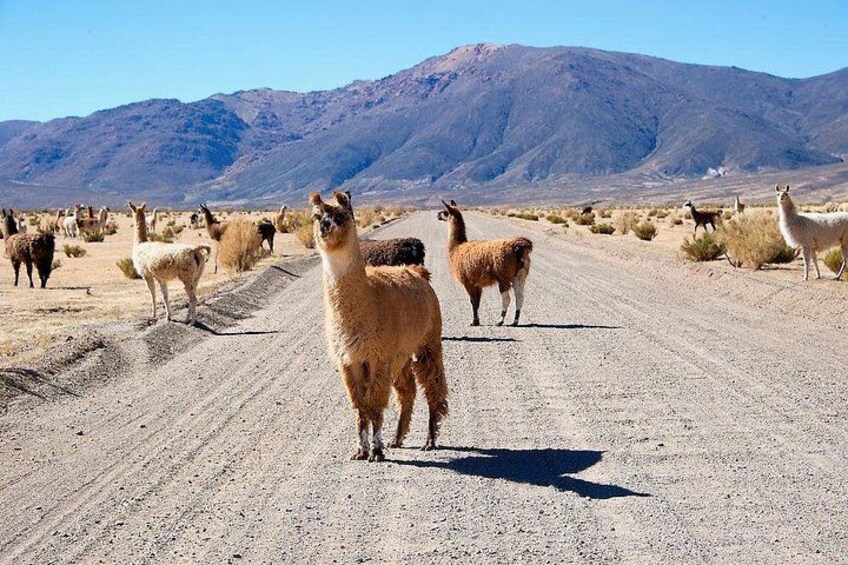 Un chemin de terre bordé de lamas et d’alpagas, dans un paysage désertique avec des montagnes en arrière-plan. 2