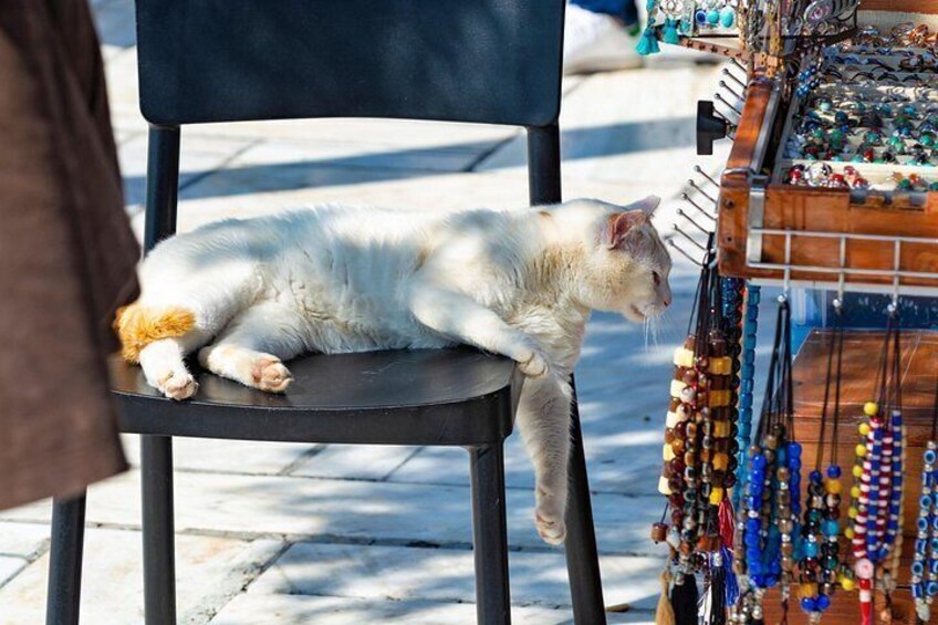 A kitty relaxing in Plaka area 2