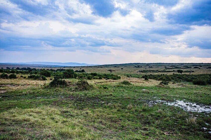 A grassy field with scattered bushes and a distant mountain range under a cloudy sky. 1