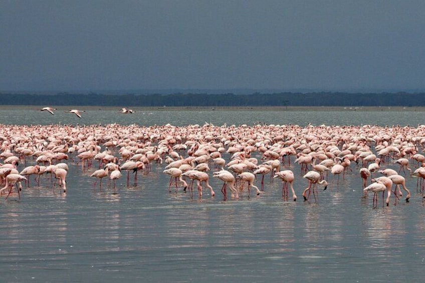 A large flock of flamingos in shallow water. 4