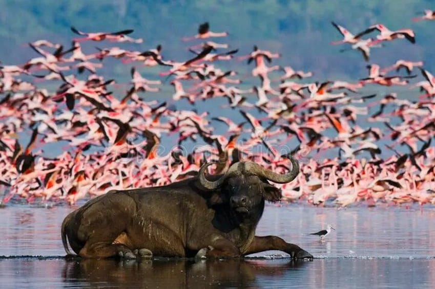 A buffalo by a water body with flamingos in the background. 5