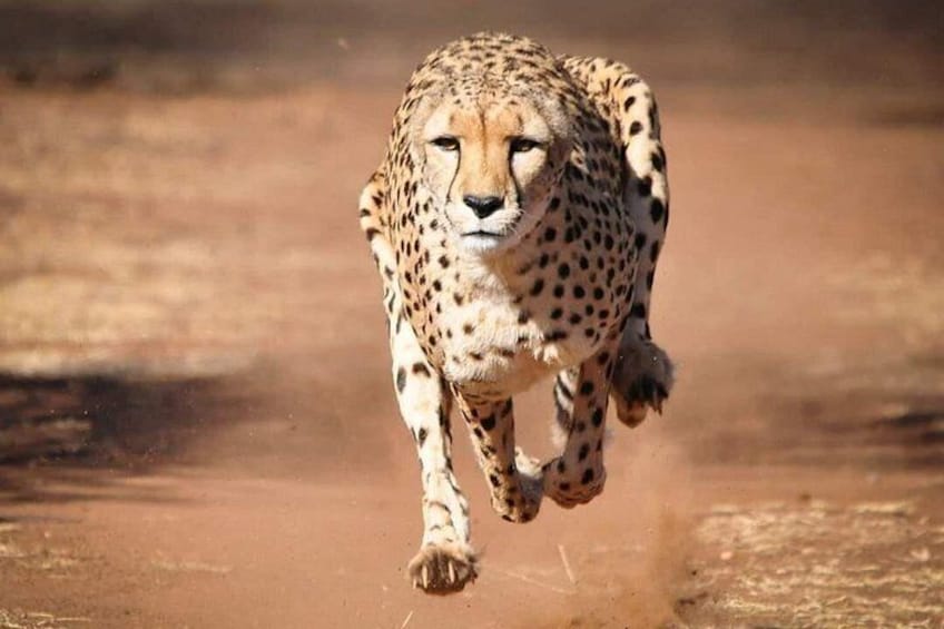 A cheetah running on a dirt path. 1