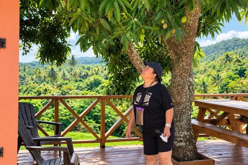 Punta Cana Zipline Adventure: Fly Through the Dominican Jungle 3