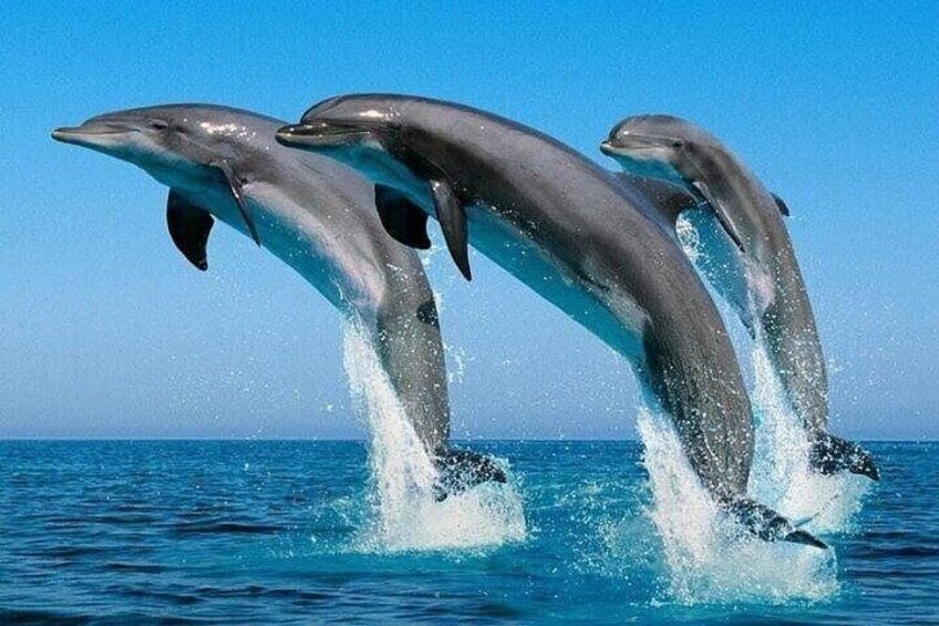 Tre delfini saltano fuori dall'acqua. 1