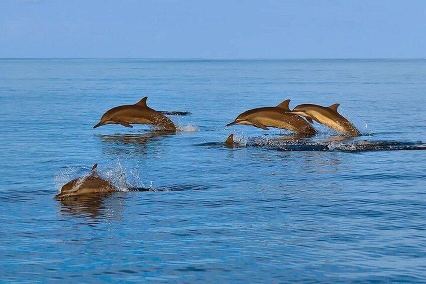 Delfini che saltano fuori dall'acqua. 3